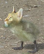 bichos12.jpg